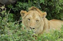 Enjoy a Private Day Trip to Lake Manyara National Park. 