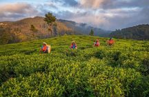  Private 8 Day Colombo Tour with Guide and Private Transportation