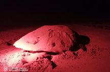 Sea Turtle Nesting Observation on Sal Island