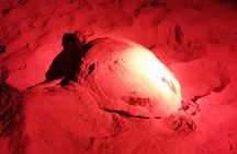Sea Turtle Nesting Observation on Sal Island