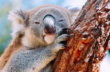 Wildlife, Waterfalls and Wine Day Tour from Sydney