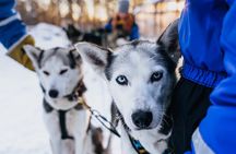6km Apukka Husky Adventure in Rovaniemi