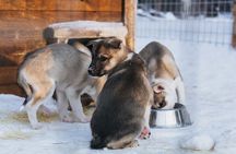 6km Apukka Husky Adventure in Rovaniemi