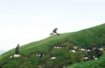 Puffin Safari Boat Tour