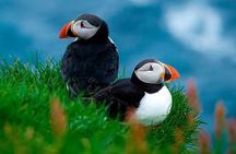 Puffin Safari Boat Tour
