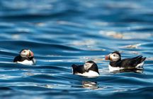 Puffin Safari Boat Tour