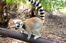 Monkey and Lemur Interaction + Wooden Bridge Forest Walk
