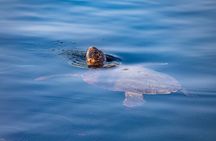 Shipwreck & Blue Caves Private boat Cruise