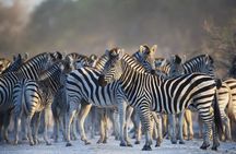 Private Full Day Guided Big-Five Safari Tour in Cape Town