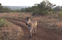 Private Full Day Guided Big-Five Safari Tour in Cape Town