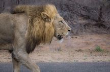 Private Full Day Guided Big-Five Safari Tour in Cape Town