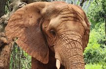 Walk with Elephants Experience for seniors or families with baby