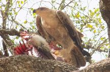 Enjoy a Private Day Trip to Lake Manyara National Park. 