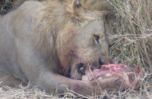 Enjoy a Private Day Trip to Lake Manyara National Park. 