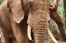 Walk with Elephants Experience plus Monkey Forest Walk