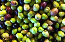 Knossos, Olive Grove, Winery - Distillery with Tastings & Lunch 