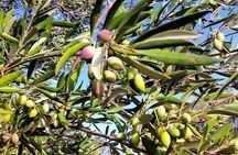 Taste of Crete: Soap, Olive Oil, Wine, Raki, Cretan Delicacies 