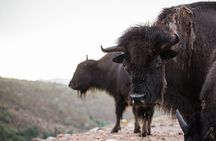 Round-Up Ride: Horseback Ride JUST 5 MILES From Grand Canyon West