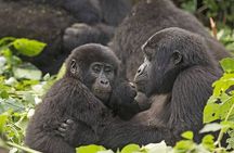 3 Days Gorilla Adventure Safari in Uganda