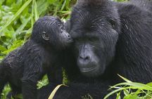 3 Days Gorilla Adventure Safari in Uganda