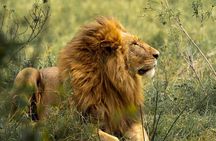  Big Five Luxury Safari in Tanzania