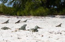Morning Half Day Cruise from Providenciales with Snorkeling and Iguana Island