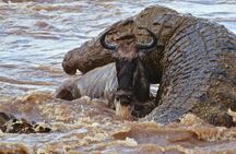 3 Days, 2 Nights Safari - Maasai Mara from Nairobi/Kisumu