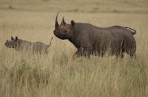 3 Days, 2 Nights Safari - Maasai Mara from Nairobi/Kisumu