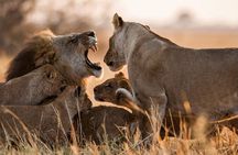 3 Days, 2 Nights Safari - Maasai Mara from Nairobi/Kisumu