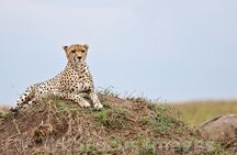3 Days, 2 Nights Safari - Maasai Mara from Nairobi/Kisumu