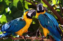6 Days Tour at Manu Rainforest Lodge