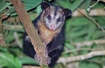 Forest Night Tour in Monteverde/Guide & Entrace fee.