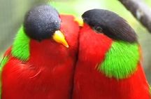 "Discover Fiji's Hidden Gems: Eco Park, Pottery Village & Dunes!"