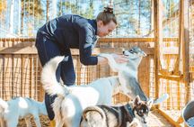 Autumn Husky Ride on Wheels, Apukka Resort Rovaniemi