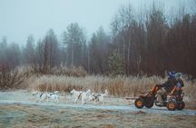 Autumn Husky Ride on Wheels, Apukka Resort Rovaniemi