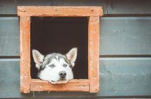 Autumn Husky Ride on Wheels, Apukka Resort Rovaniemi