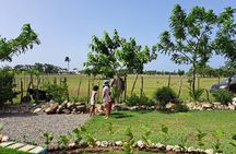  Morning horseback riding tour from Punta Cana
