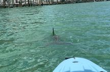 Naples Guided Sunset Kayak Tour Activity