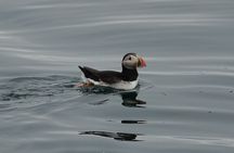 Puffin Observation by Boat from Reykjavik Old Harbour