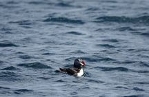 Puffin Observation by Boat from Reykjavik Old Harbour