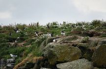 Puffin Observation by Boat from Reykjavik Old Harbour