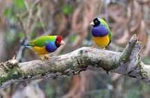 Wings & Wilds of Canberra: Tidbinbilla Half-Day Private Tour