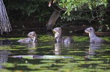 7-Days Tour of Manu Reserved Zone in Peru