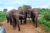 4 Hour Private Safari Tour in Udawalawe National Park
