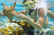 Sataya Dolphin House Full-Day Snorkeling Experience – Marsa Alam