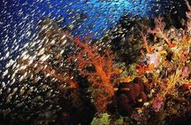 Sataya Dolphin House Full-Day Snorkeling Experience – Marsa Alam