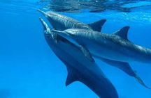 Sataya Dolphin House Full-Day Snorkeling Experience – Marsa Alam