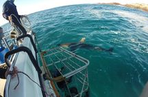 Great white, whales, dolphins, 10 hour discovery South Africa 