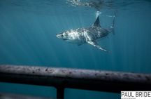 Great white, whales, dolphins, 10 hour discovery South Africa 