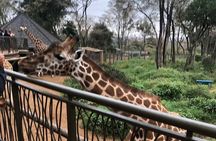 A Day Tour to Giraffe Center in Nairobi Kenya